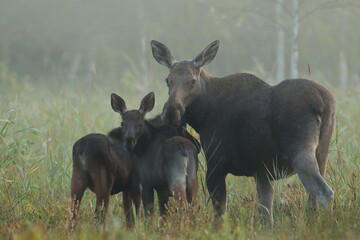  Łoś (Alces alces) moose  © Bartosz Rakoczy