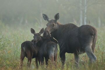  Łoś (Alces alces) moose  © Bartosz Rakoczy