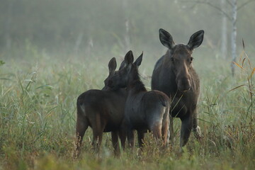  Łoś (Alces alces) moose  © Bartosz Rakoczy