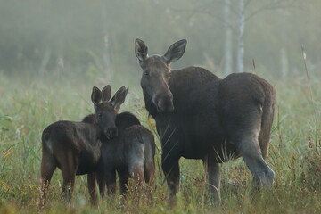  Łoś (Alces alces) moose  © Bartosz Rakoczy
