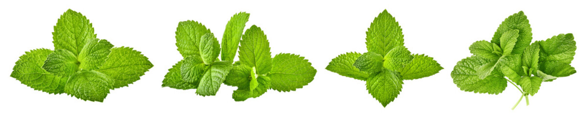 Collage mix set of Fresh leaf mint green herbs ingredient for mojito drink. Leaves isolated....