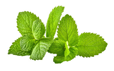 Green brandy mint leaves. Fresh aromatic herbs ingredient for mojito and refreshing cocktails or tea drink. Organic natural plant leaf. Isolated. PNG. © Yasonya