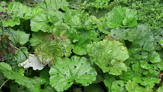 Butterbur leaves. Big green leaves in forest. Petasites in nature. Coltsfoots.