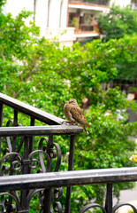 Beautiful and defenseless pigeon chick rests on a railing waiting for its mother. 