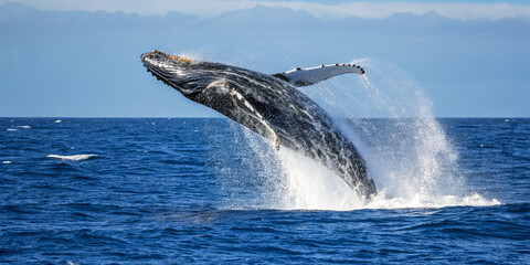 Fototapeta premium humpback whale breaching out of the deep blue ocean
