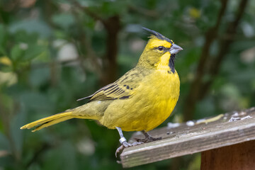 Green cardinal on a plate in an aviary.
