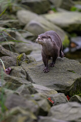 Small otter on a stone by the water.
