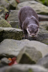Small otter on a stone by the water.
