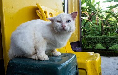 Stray cat streets of malaysia southeast asia animal homeless