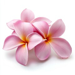 Fototapeta premium Plumeria flower isolated on white background , ai