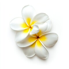 Plumeria flower isolated on white background , ai