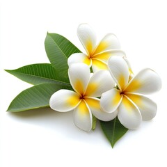 Plumeria flower isolated on white background , ai