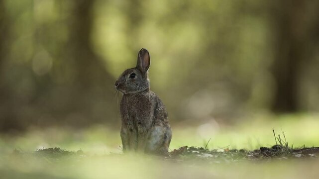 Kr&oacute;lik europejski, kr&oacute;lik dziki (Oryctolagus cuniculus), rabbit