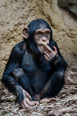 Baby chimpanzee monkey eats food in captivity.
