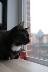 Happy Cat Watching the Outdoors