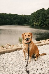 Joyful Dog at the Lake