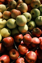 Colorful Apples at the Farm Stand