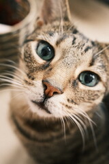 Curious Cat Close-Up