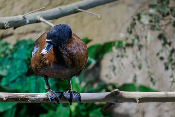 Muscovy Congolese duck on a branch.
