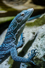 Detail of the head and neck of the blue monitor lizard.

