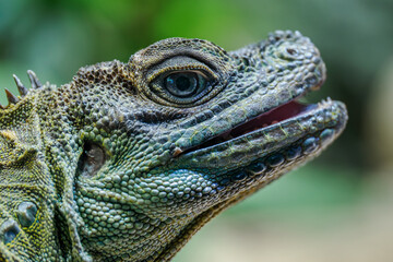 Weber's Agama in head detail.
