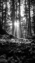 La foret de c&egrave;dres en Vaucluse