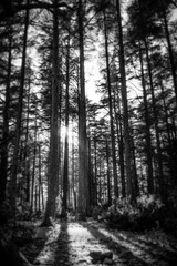 La foret de c&egrave;dres en Vaucluse