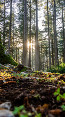 La foret de c&egrave;dres en Vaucluse