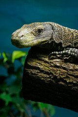 Papuan monitor lizard in head detail.
