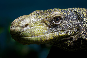 Papuan monitor lizard in head detail.
