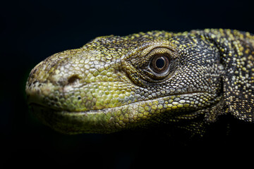 Papuan monitor lizard in head detail.
