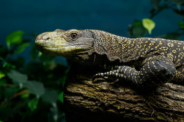 Papuan monitor lizard in head detail.
