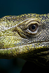 Papuan monitor lizard in head detail.
