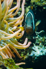 Clown fish near an anemone.
