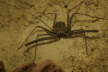 Close-up of a rod-shaped whip on the wall.
