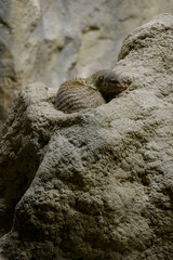 A curled meerkat rests on a rock.
