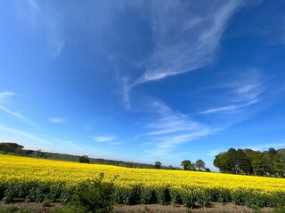 yellow rapeseed field and sky