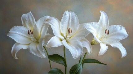 Fototapeta premium Three pristine white lilies against a muted background.
