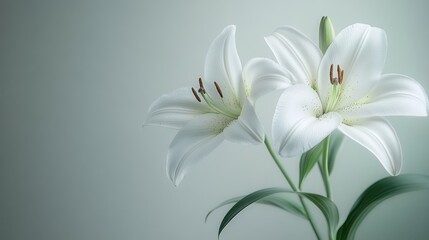 Fototapeta premium Two elegant white lilies on a muted green background.