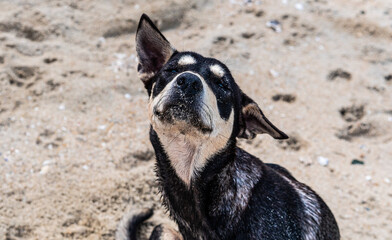 Fototapeta premium Stray dog in the sand relaxing enjoying tropics