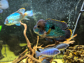 Cichlids swim in an aquarium against the background of passing fish. Pets of the underwater world