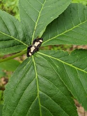 Butterfly Centered in Leaf