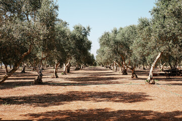 Fototapeta premium serene field featuring a row of lush olive trees, showcasing their vibrant green leaves under a clear blue sky