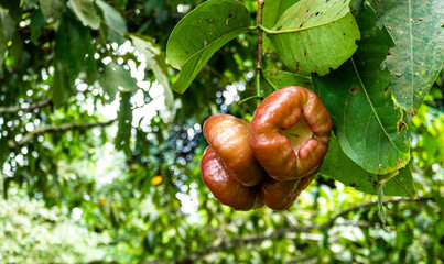 Tropical fruit growing plants southeast asia malaysia