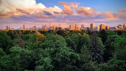 City skyline in the afternoon, framed by trees in the foreground.