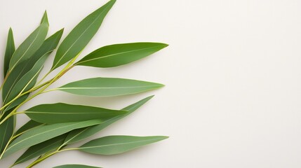 Macro shot of fresh eucalyptus branches with delicate leaves against a light grey background, soft shadows, minimal and refreshing layout