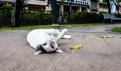 Stray cat streets of malaysia southeast asia animal homeless