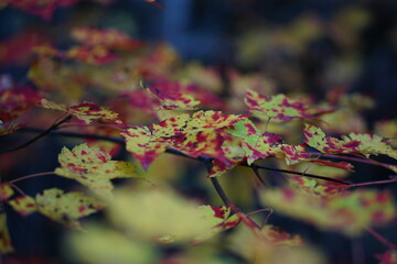 autumn leaves on the tree