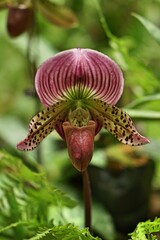 pink and yellow orchid