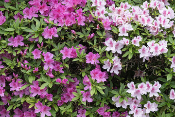 満開のツツジ（躑躅）。
Azaleas in full bloom.